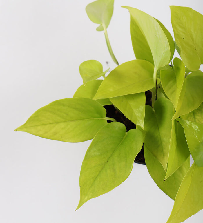 Neon Pothos