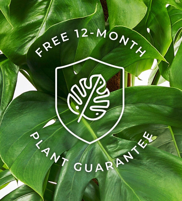 New Plant Parent Bundle