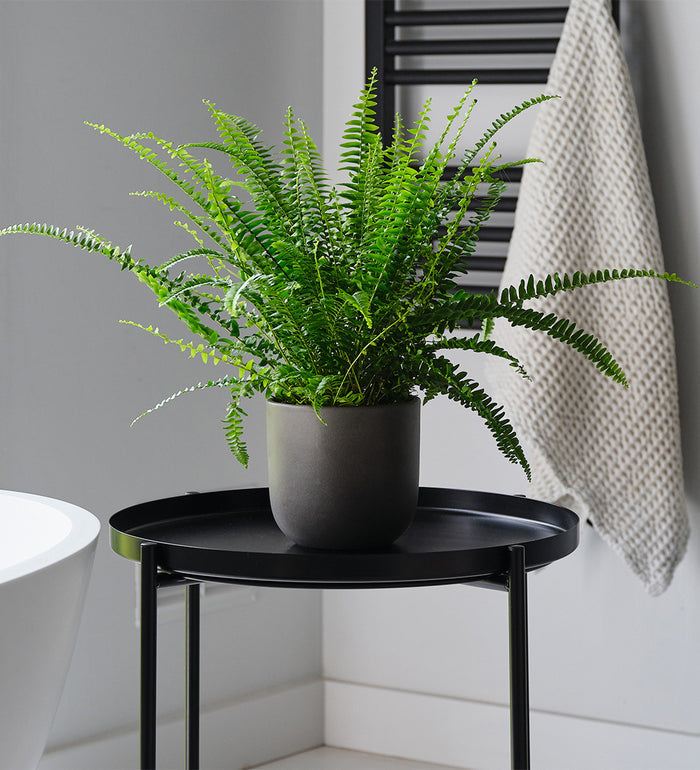 New Plant Parent Bundle