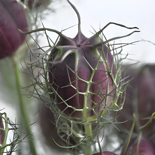 Nigella Pods