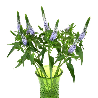 Periwinkle Lavender Veronica Flower