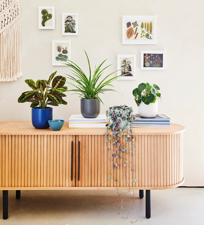 Pet Friendly Plant Bundle