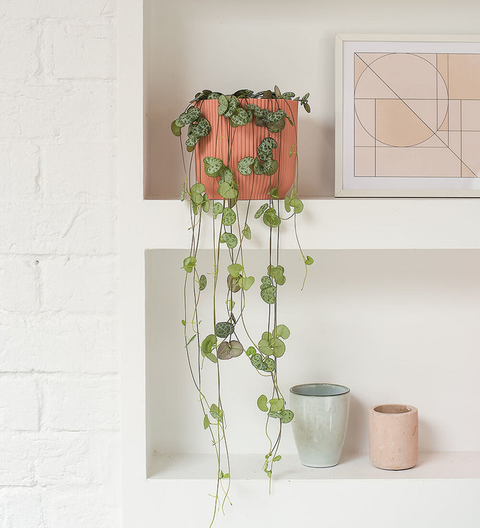 Pet Friendly Plant Bundle