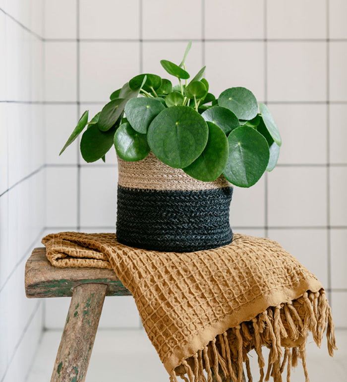 Pet Friendly Plant Bundle