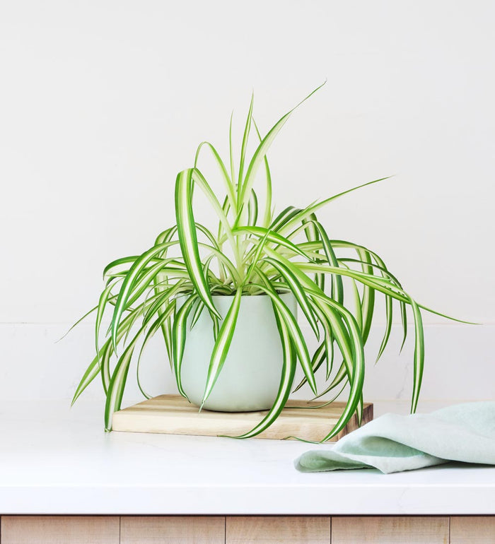Pet Friendly Plant Bundle
