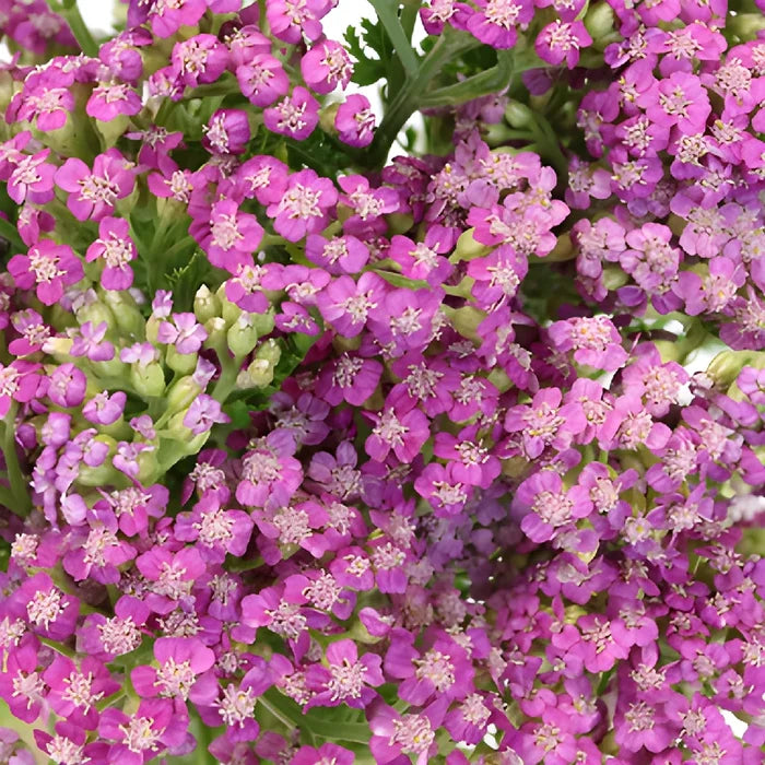 Pink Cottage Yarrow Flowers