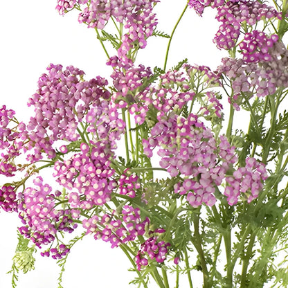 Pink Cottage Yarrow Flowers