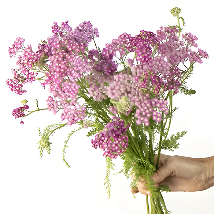 Pink Cottage Yarrow Flowers