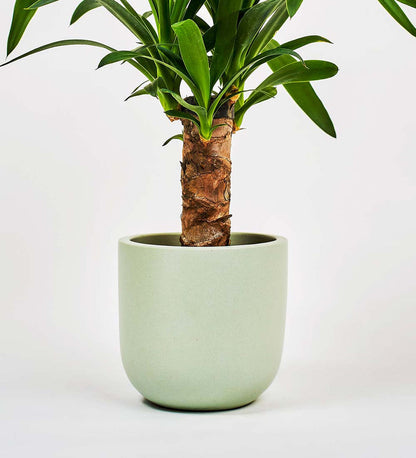 Pistachio Earthenware Pot (14cm)