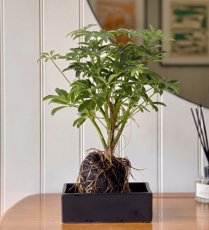 Schefflera on Lava