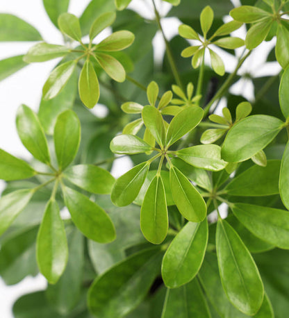 Schefflera on Lava
