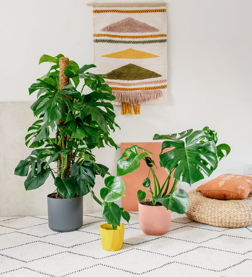 Swiss Cheese Plant
