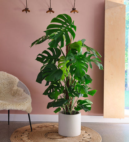 Swiss Cheese Plant
