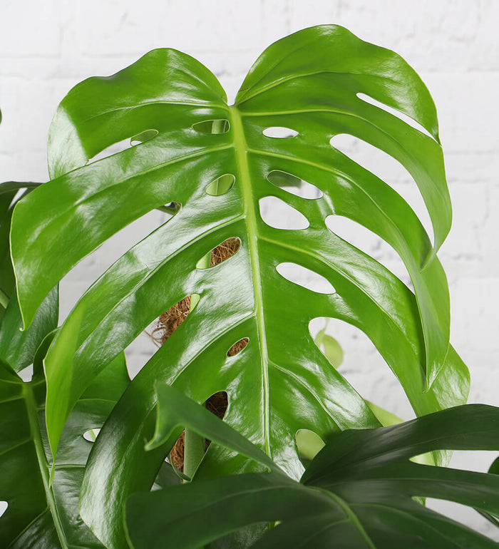 Swiss Cheese Plant