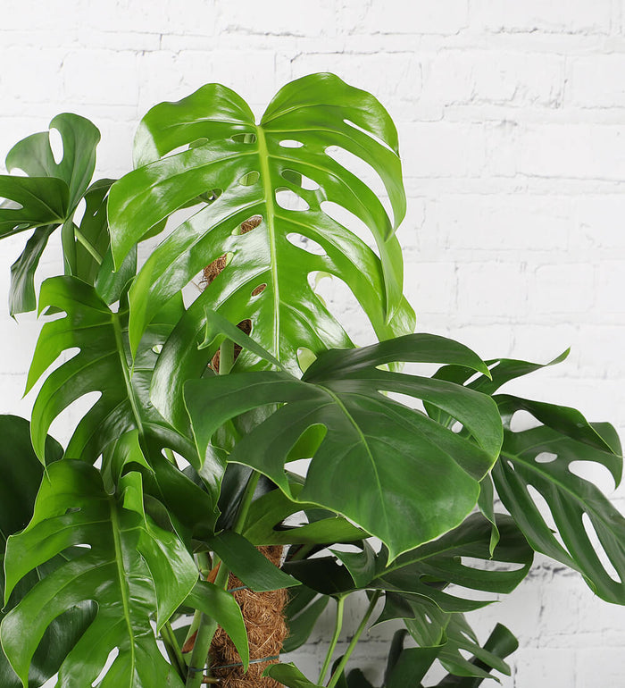 Swiss Cheese Plant