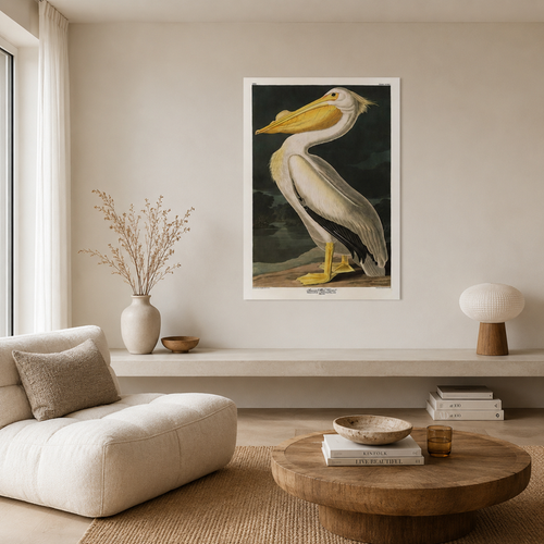 The American White Pelican — After Audubon