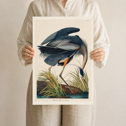 The Great Blue Heron — After Audubon
