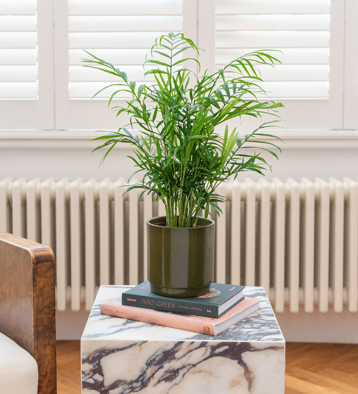 Unkillable Plant Bundle