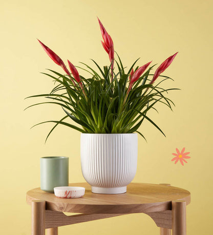 Vriesea Astrid
