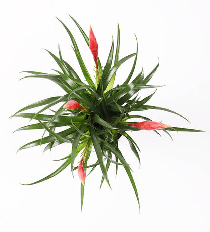 Vriesea Astrid