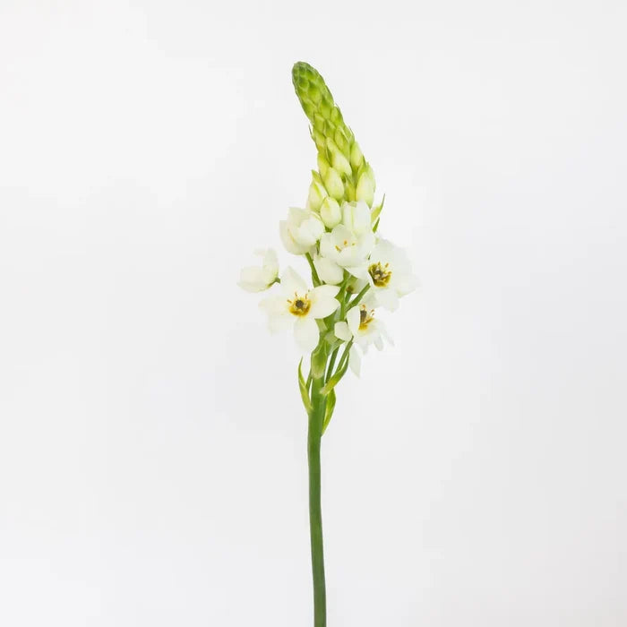 White Star Of Bethlehem Flowers Stem - Image