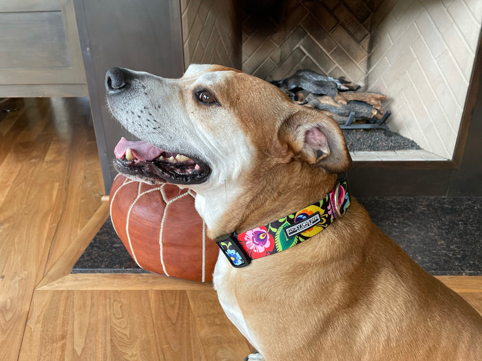 WIDE Blackbird Collar