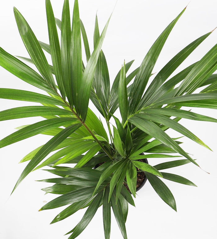 XL Kentia Palm
