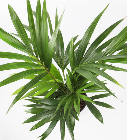 XL Kentia Palm
